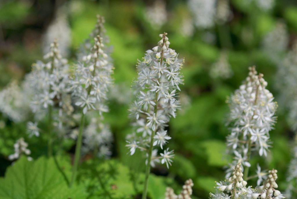 Foamflower