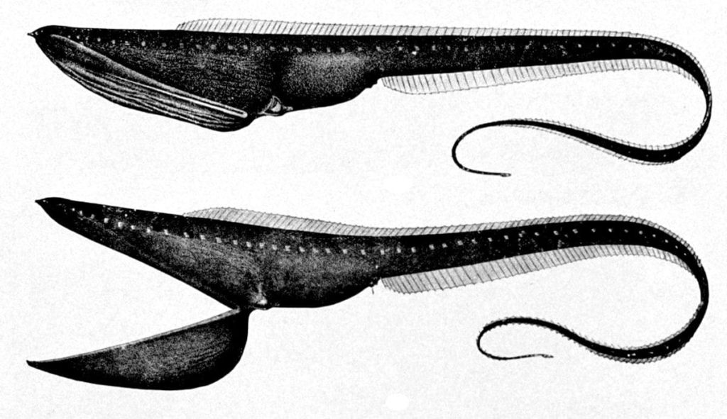 Gulper Eel