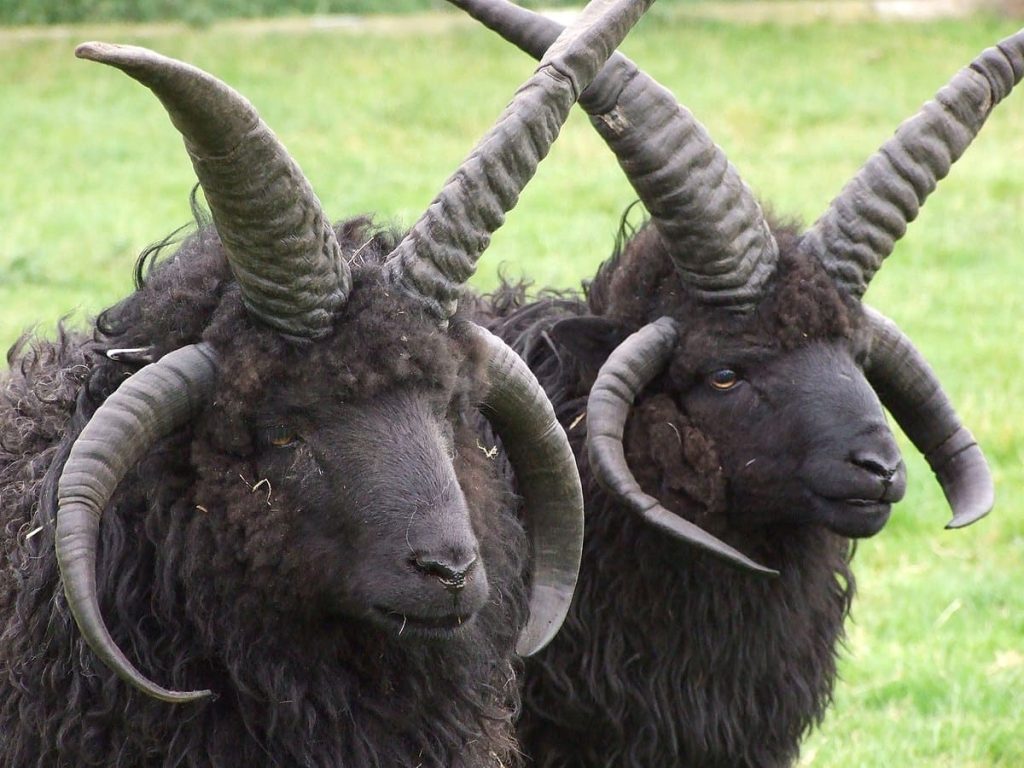 Hebridean Sheep