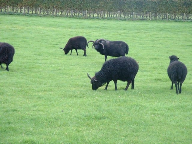 Hebridean Sheep in Northumberland