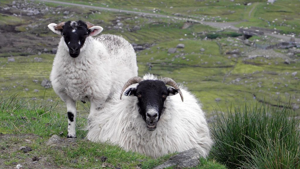 Hebridean black faced sheep