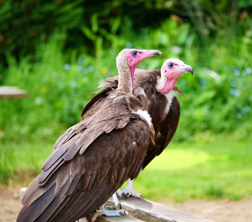 Hooded Vulture