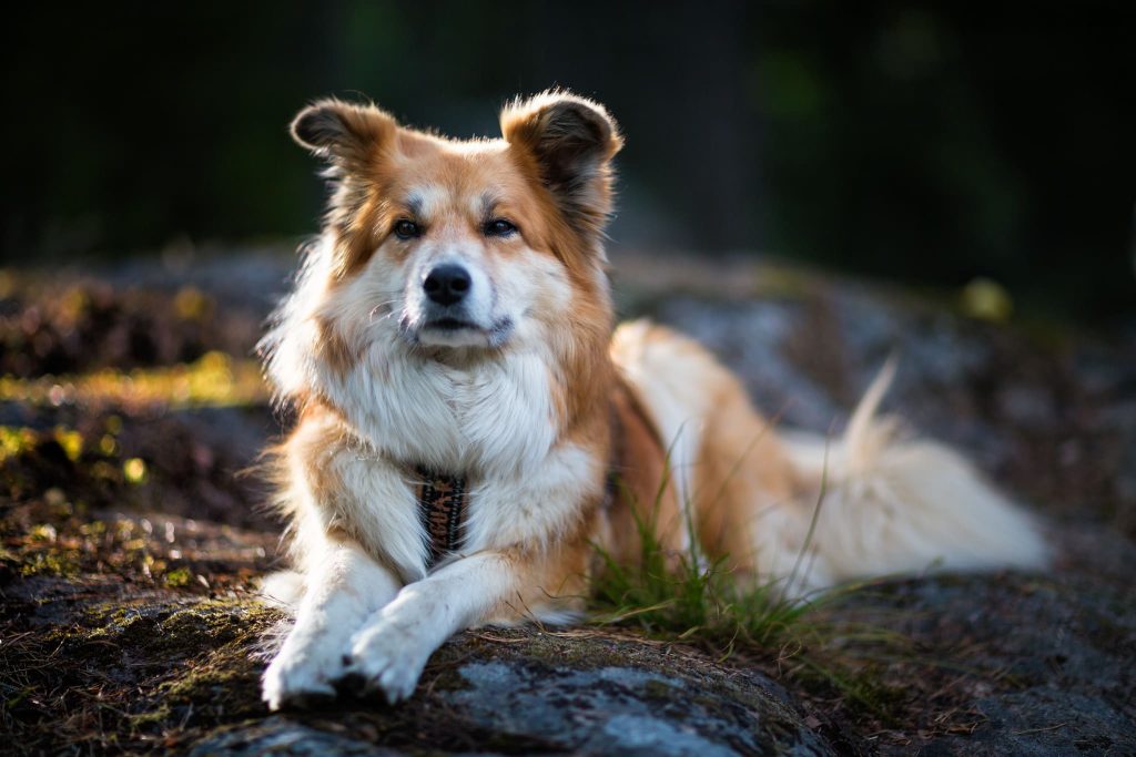 Icelandic Sheepdog