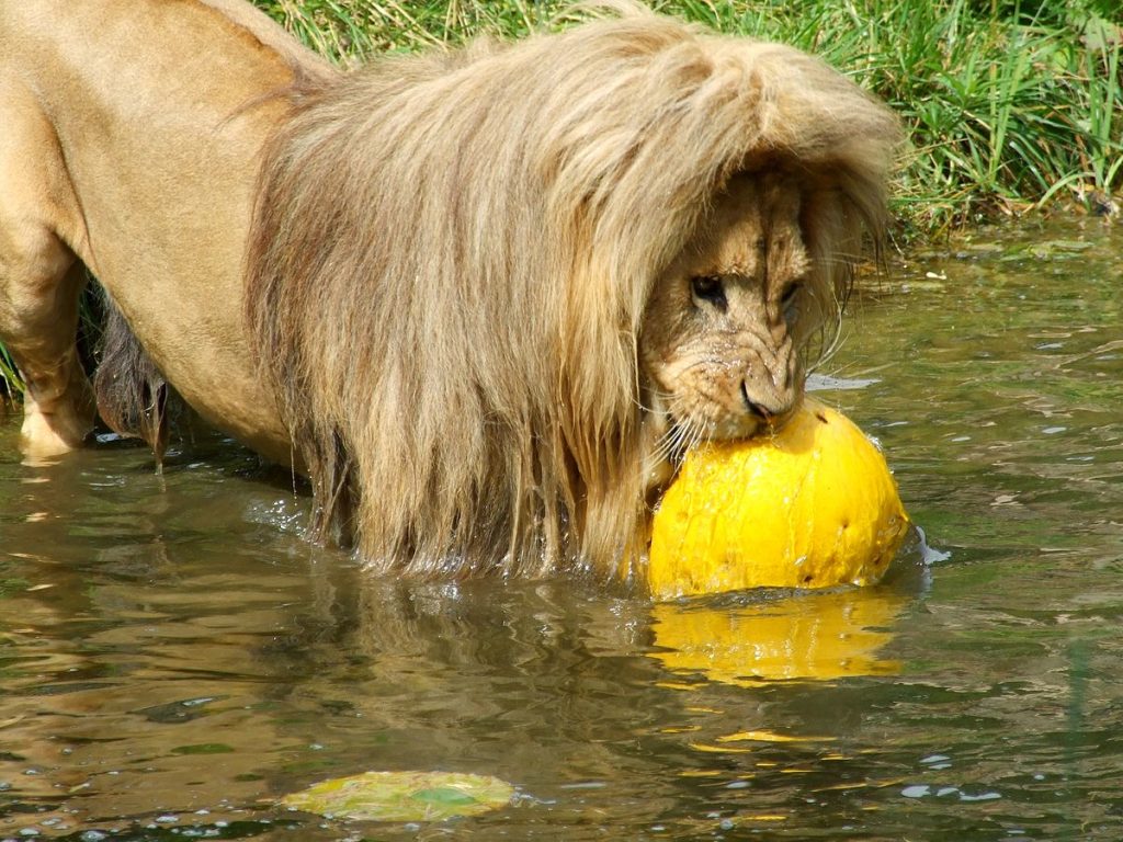 Katanga lion Matadi