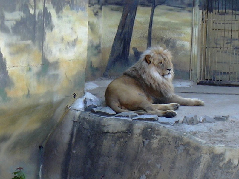 Katanga lion male
