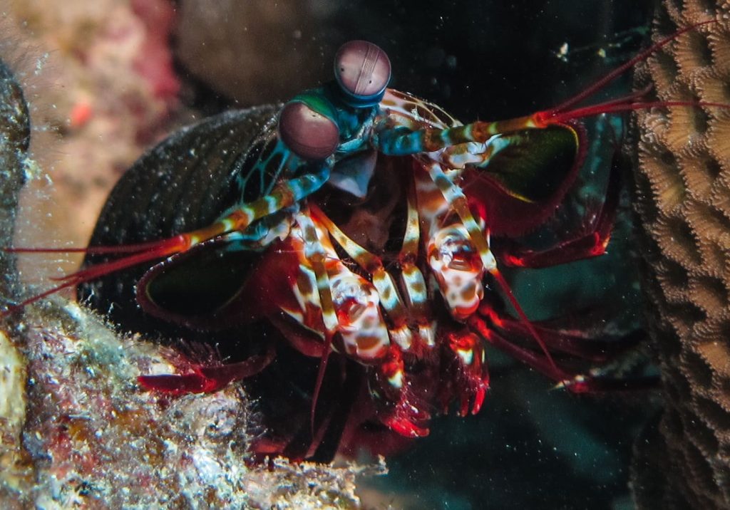 Mantis shrimp