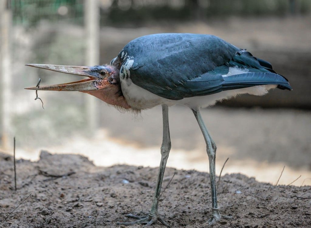 Marabou storks