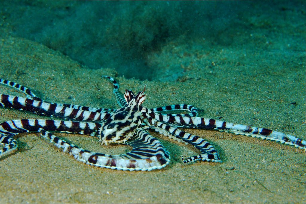 Mimic Octopus