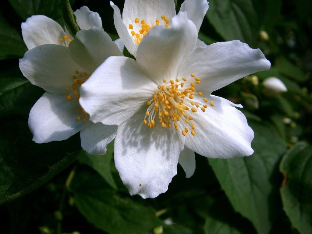 Mock Orange