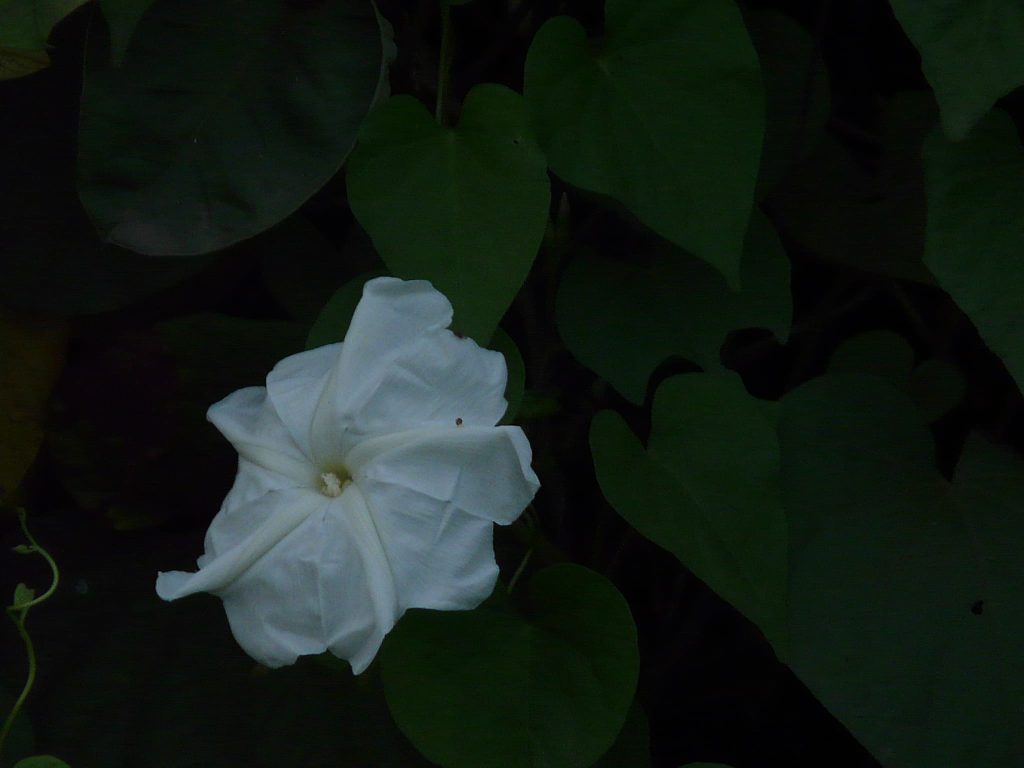 Moonflower