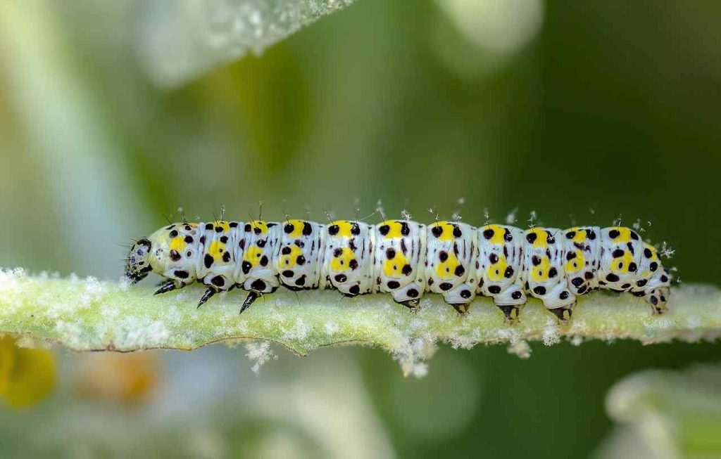 Moth crawling