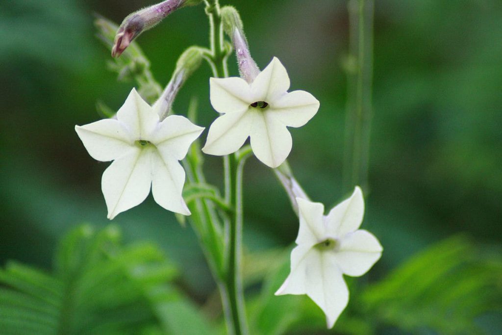 Nicotiana