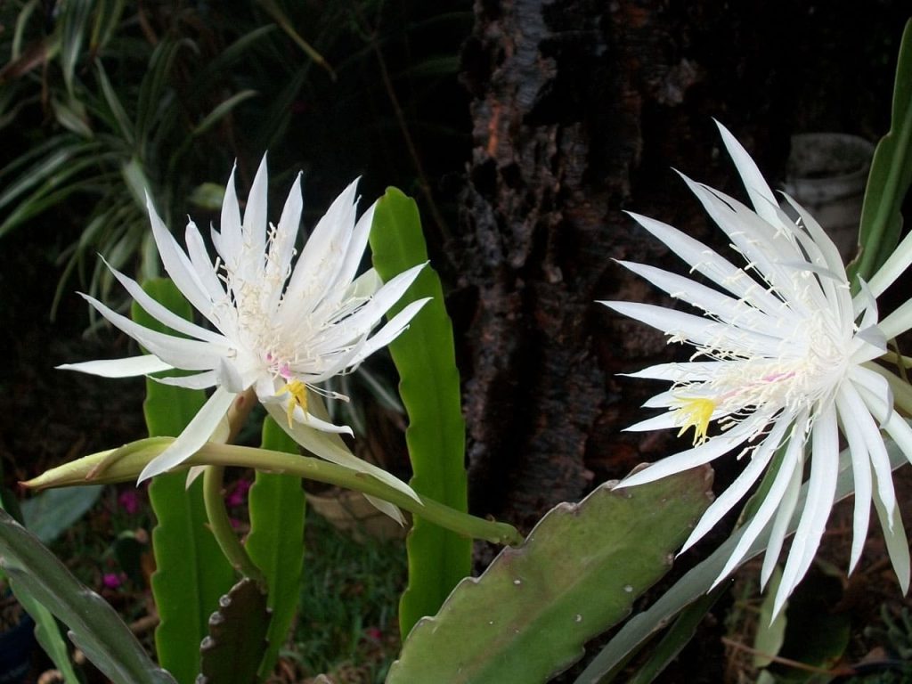 Night Blooming Cereus