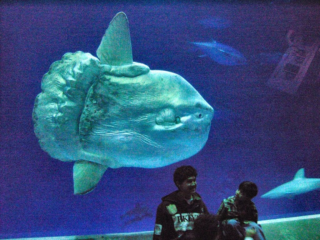 Ocean Sun Fish