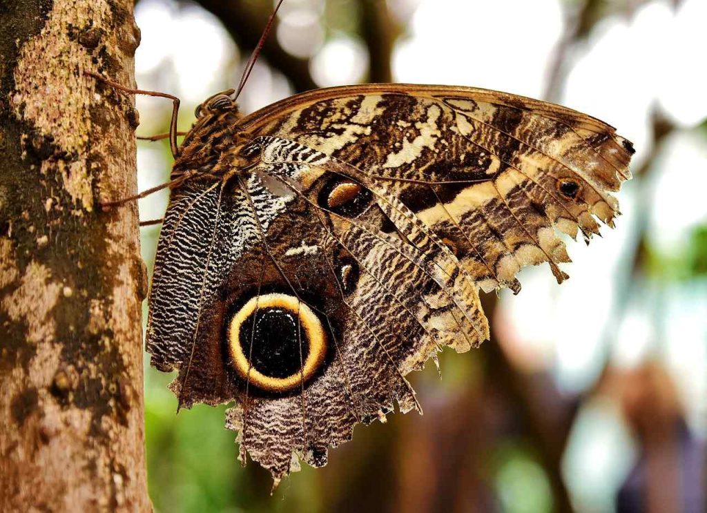 Owl Butterfly