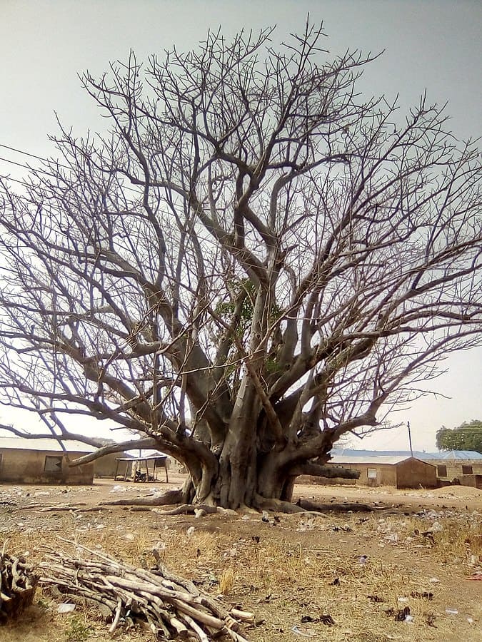 Panke Baobab