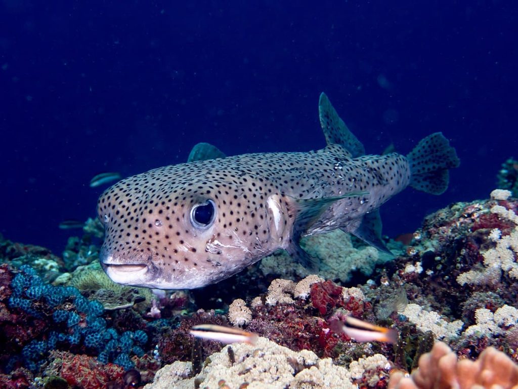 Porcupinefish