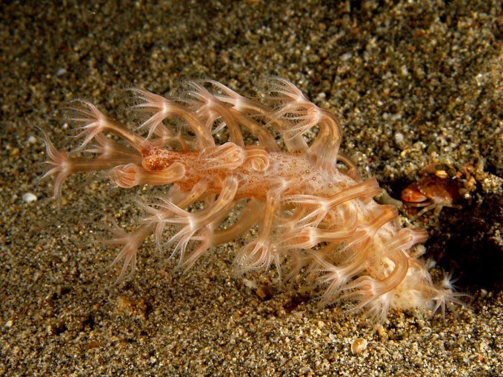 Sea Pen