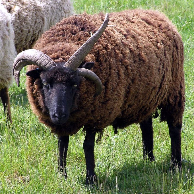 The three-horned Hebridean Sheep