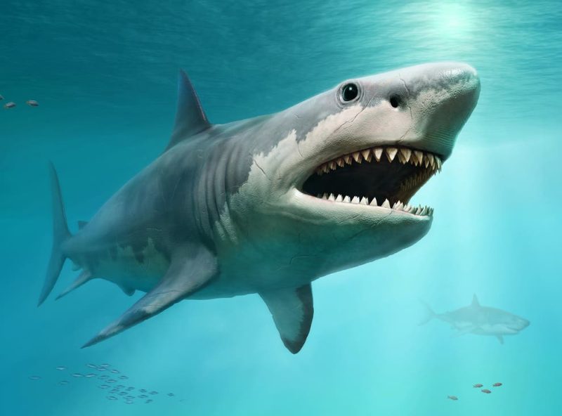 This 3D illustration shows the kind of body type researchers previously thought a Megalodon had