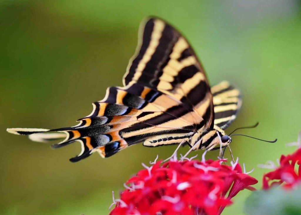 Three Tailed Tiger Swallowtail