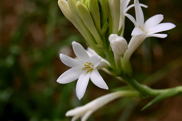 Tuberose