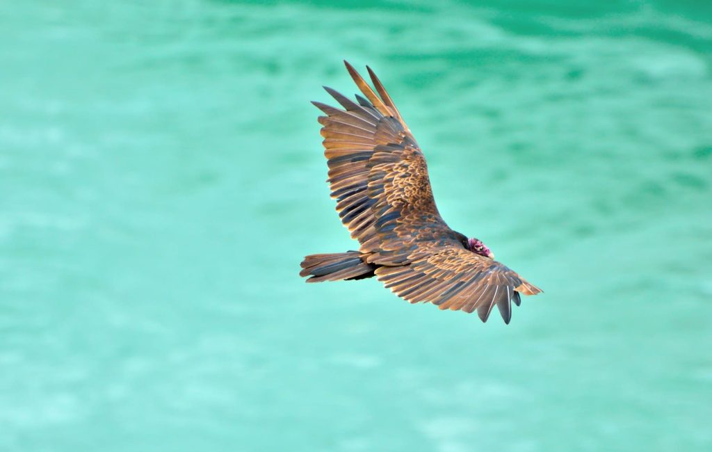 Turkey Vulture