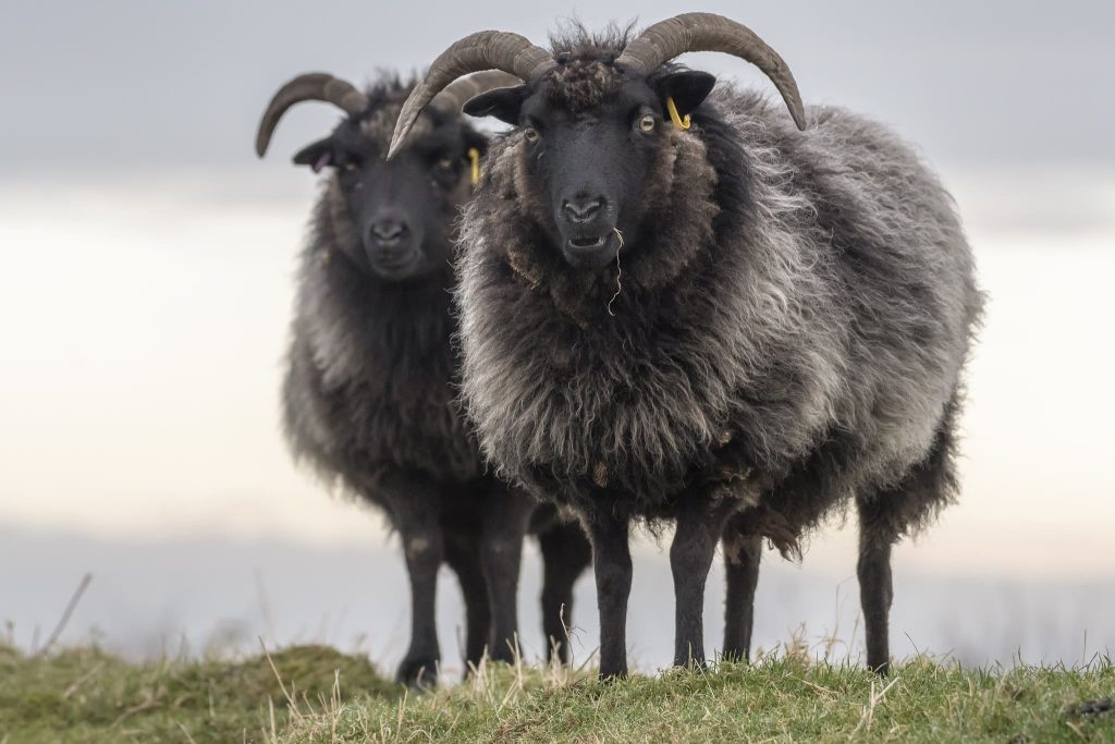 Two Hebridean Sheep