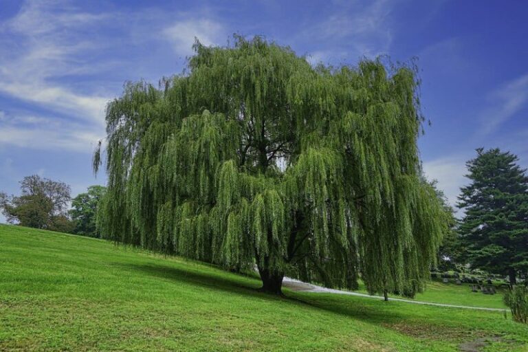 10 Different Types Of Willow Trees In The World Red Rock Scenic By Way