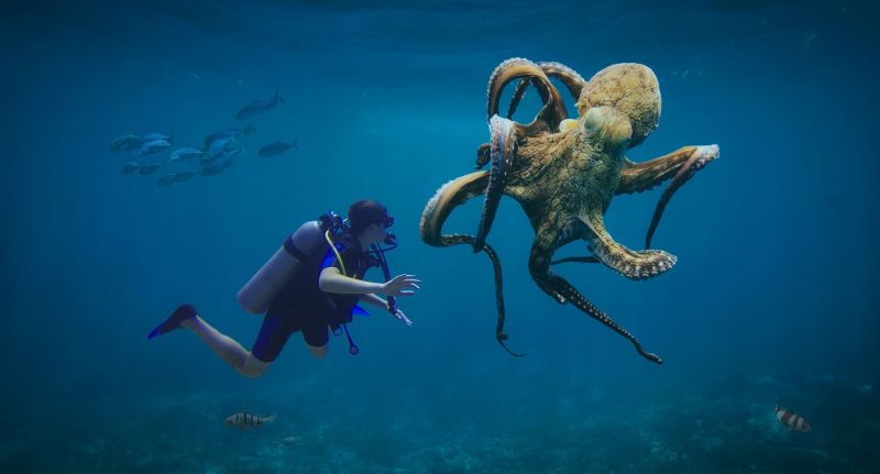 octopus with diver