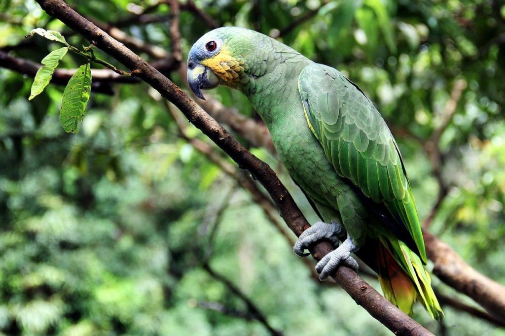 Amazon Parrots