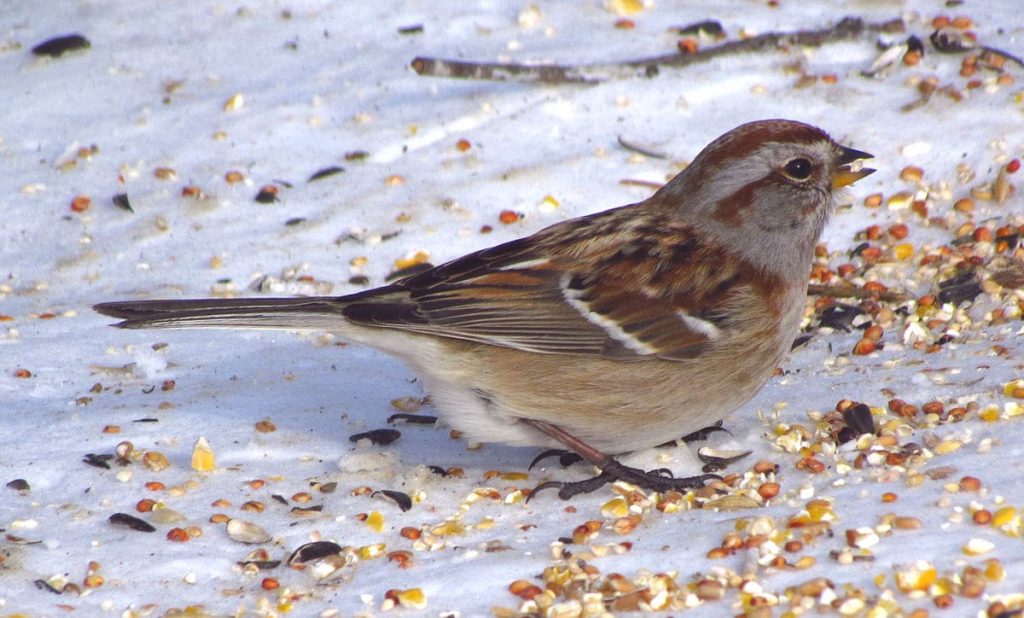 American Tree Sparrow