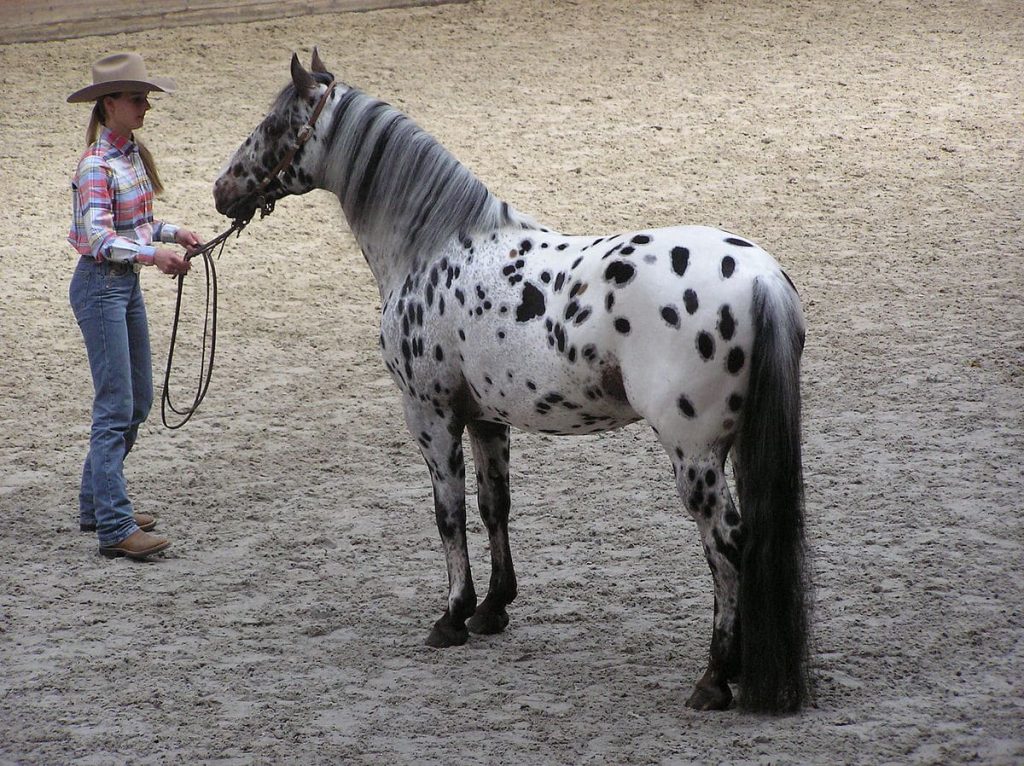 Appaloosa