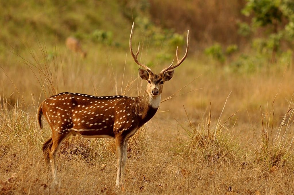 Top 10 Animals with Spots In The World - Red Rock Scenic By Way