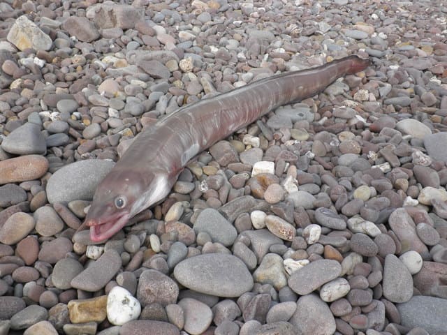 Beach Conger