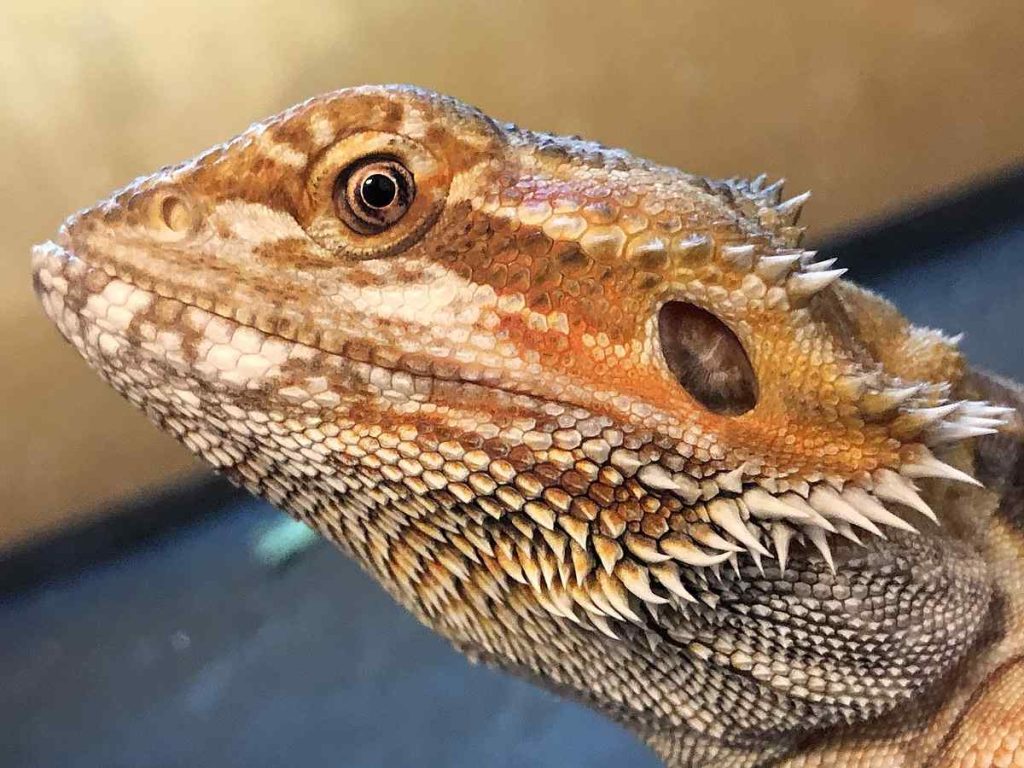 Bearded Dragons