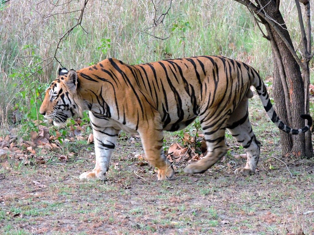 Bengal tiger (Panthera tigris tigris)