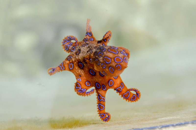 Blue-Ringed Octopus