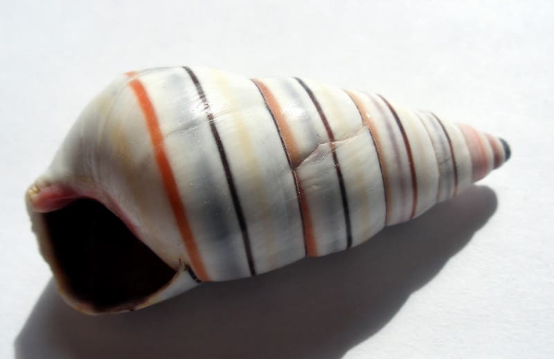 Candy cane Snail