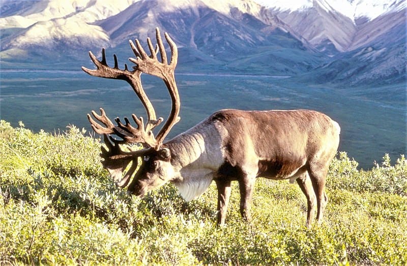 Caribou