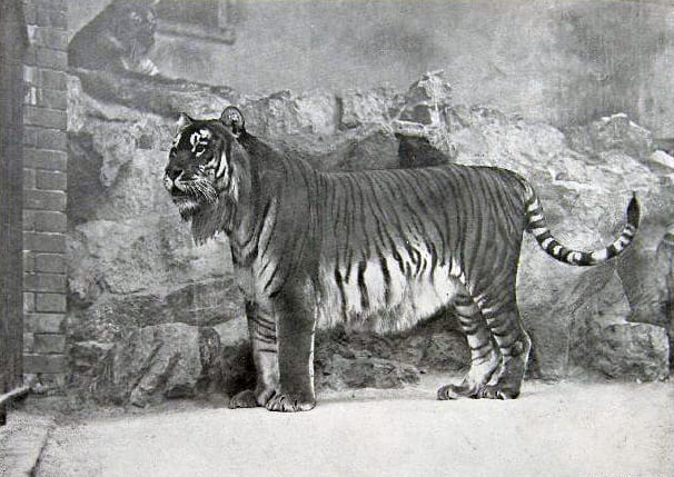 Caspian tiger (Panthera Tigris)