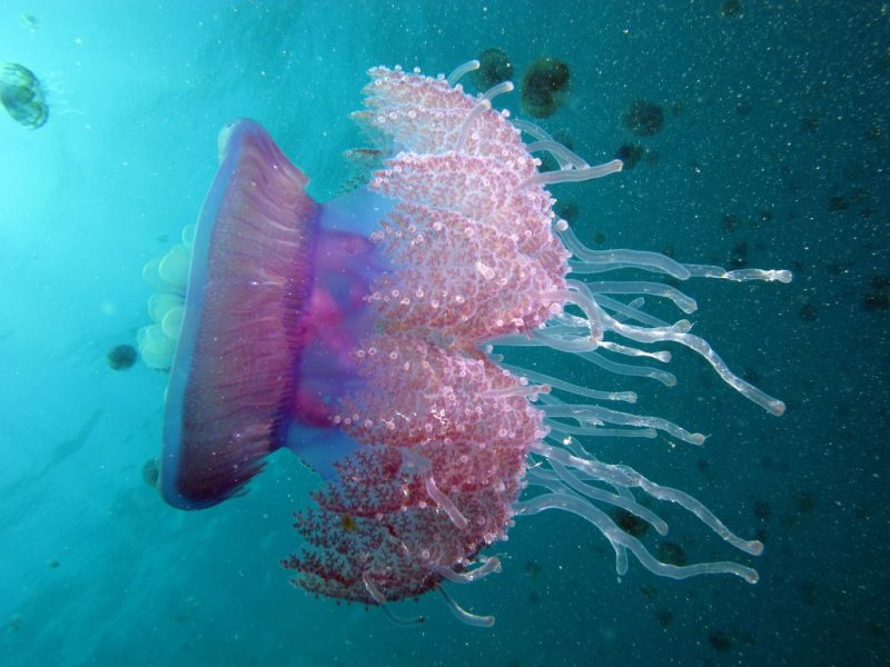 Cauliflower Jellyfish (Cephea cephea)
