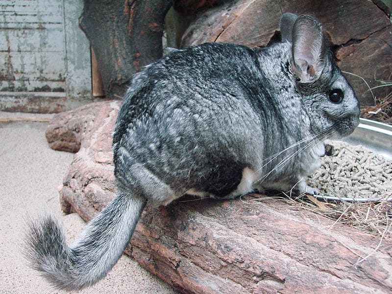 Chinchillas