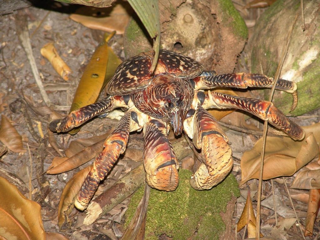 Coconut Crabs