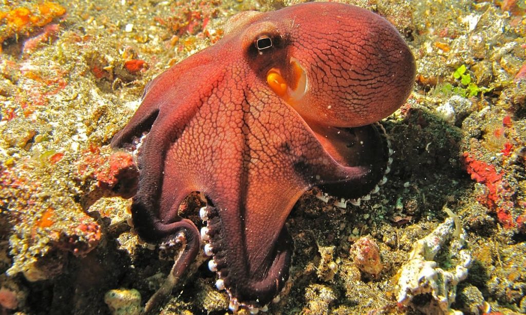 Coconut Octopus