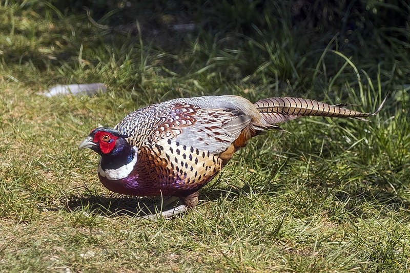 Common Pheasant