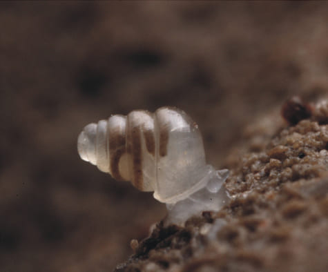 Croatian cave snail