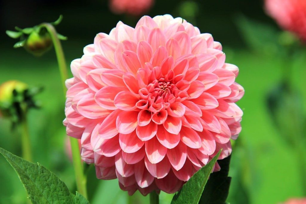 Dahlia