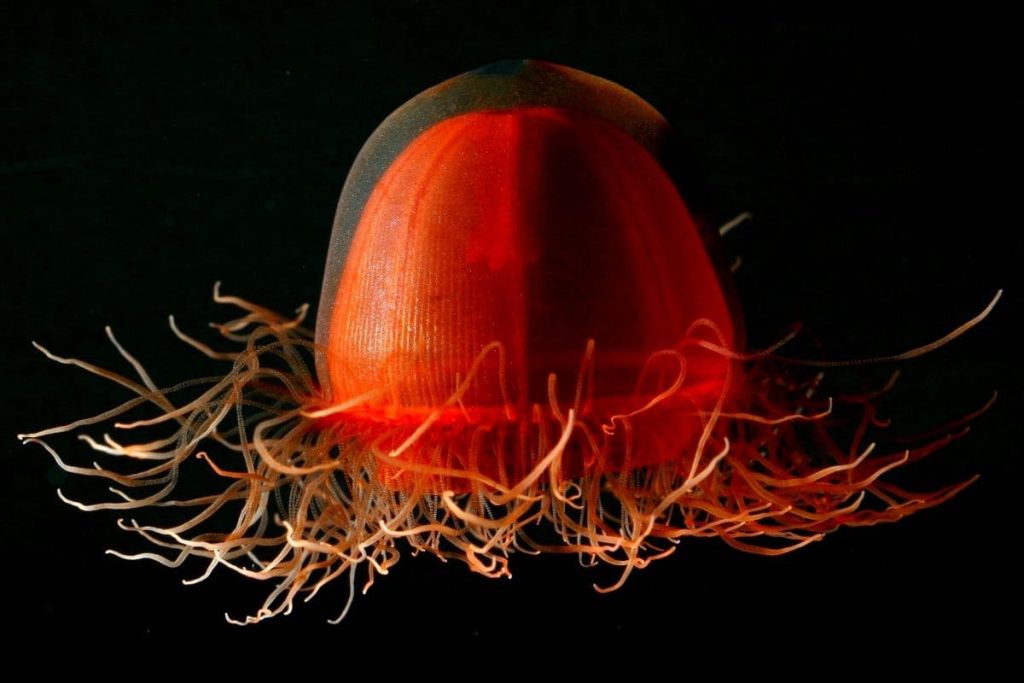 Deep Red Jellyfish (Crossota norvegica)