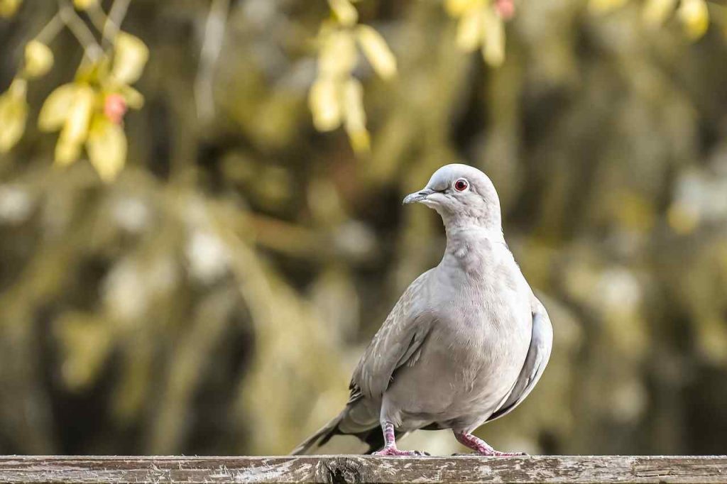 Doves